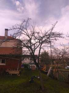 Photo de galerie - Taille entretien prunier à l'abandon