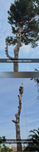 Photo de galerie - Abattage d'arbres 