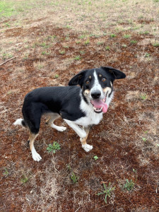 Photo de galerie - April, border collie de 1 ans