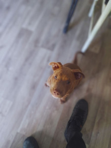 Photo de galerie - Ruby un amour de chien ? 