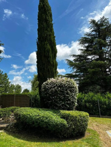 Photo de galerie - Taille d'arbuste