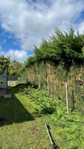 Photo de galerie - Taille de haie / rabattage 