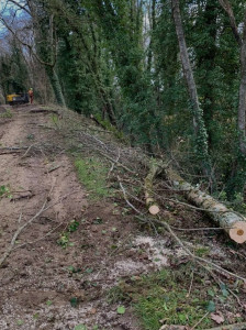 Photo de galerie - Abattage d’arbres