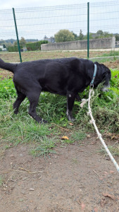 Photo de galerie - Garde chien