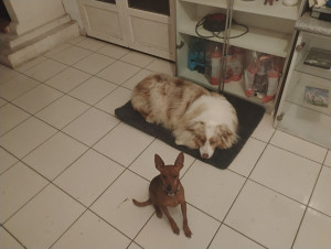 Photo de galerie - Garde de chien 