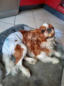 Photo de galerie - Soins animal de compagnie de la personne aidée 