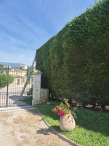 Photo de galerie - Taille de haie de cyprès 