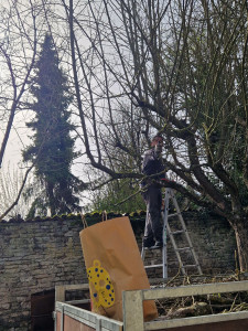 Photo de galerie - Elagage et coupe d'arbres