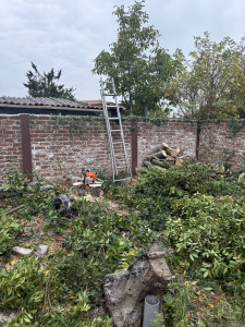 Photo de galerie - Abattage fini