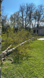 Photo de galerie - Coupe d’arbre