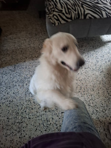 Photo de galerie - Garde de V.
une chienne qui m'a donné sa confiance 