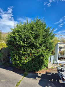Photo de galerie - Elagage et coupe d'arbres