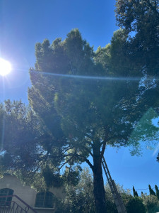 Photo de galerie - Pin sylvestre avant l'élagage