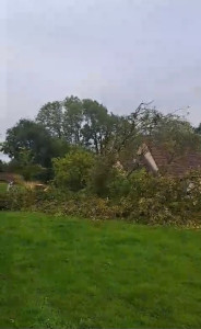 Photo de galerie - Arbre tombé