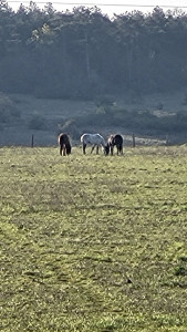 Photo de galerie - Pension chevaux