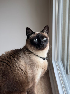 Photo de galerie - Garde chat