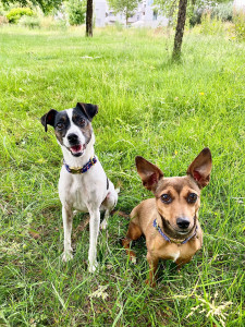 Photo de galerie - Rumba et Heelou qui sont très sociables avec les autres chiens et les personnes 