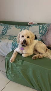 Photo de galerie - Garde chien