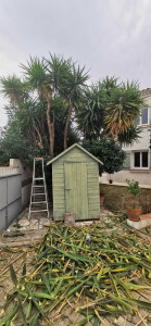 Photo de galerie - Elagage et coupe d'arbres