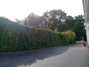 Photo de galerie - Taille d'une haille rempante sur un muret