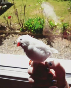 Photo de galerie - Dressage