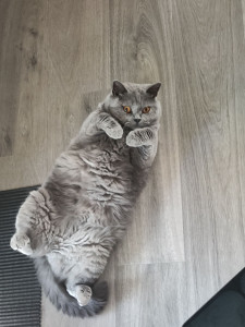 Photo de galerie - Garde chat