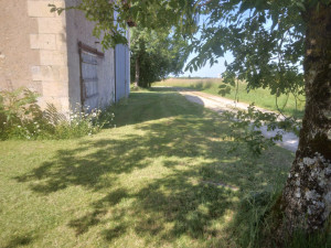 Photo de galerie - Tonte de pelouse - Débroussaillage