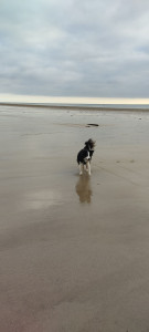 Photo de galerie - Promenade de mon chien à la plage 