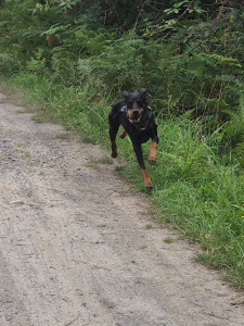 Photo de galerie - Promenade de chien