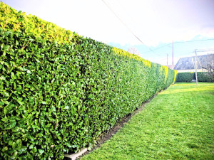 Photo de galerie - Taille de Lauriers 