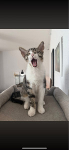 Photo de galerie - Garde chat