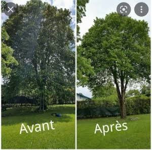 Photo de galerie - Elagage 