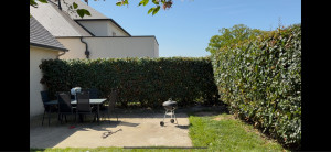 Photo de galerie - Taille de haies et d'arbustes