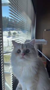 Photo de galerie - Mon chat Ares 