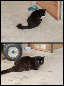 Photo de galerie - Garde de chacha a son domicile ?