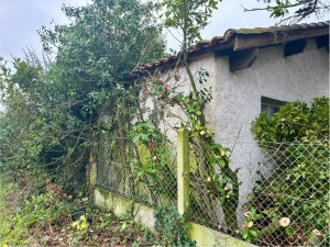 Photo de galerie - Elagage et coupe d'arbres