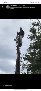 Photo de galerie - Abattage d arbres 
