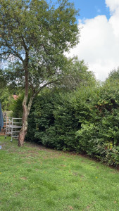 Photo de galerie - Taille de haies et d'arbustes