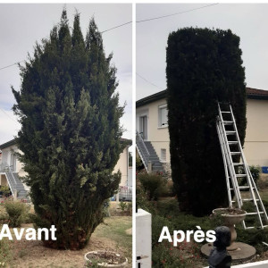 Photo de galerie - Elagage et coupe d'arbres