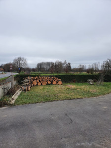 Photo de galerie - Elagage et coupe d'arbres