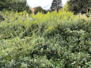 Photo de galerie - Debroussaillage d’orties 