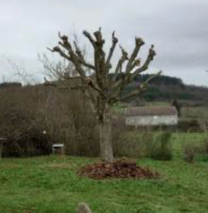 Photo de galerie - Élagage coupe d’arbre