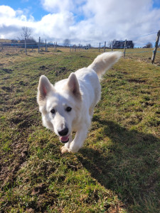 Photo de galerie - Dog sitting de Gommette