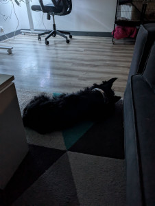 Photo de galerie - Garde chien