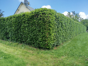 Photo de galerie - Taillage de haie