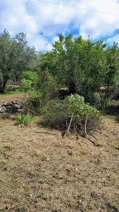 Photo de galerie - Débroussaillage d'un terrain en friche.