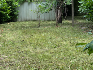 Photo de galerie - Tonte de pelouse 