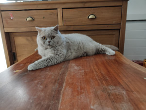 Photo de galerie - Thésé un joli British Shorthair 