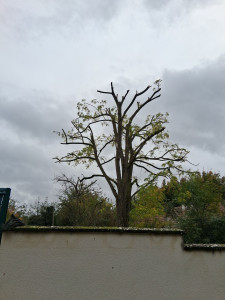 Photo de galerie - Elagage et coupe d'arbres