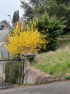 Photo de galerie - Taille tonte